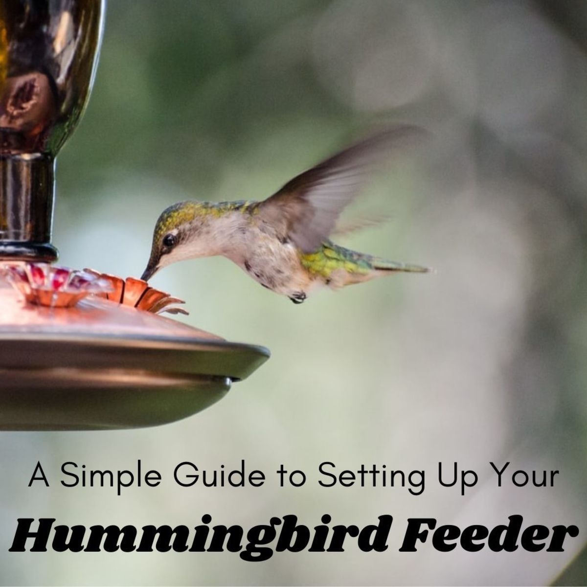 setting up a hummingbird feeder