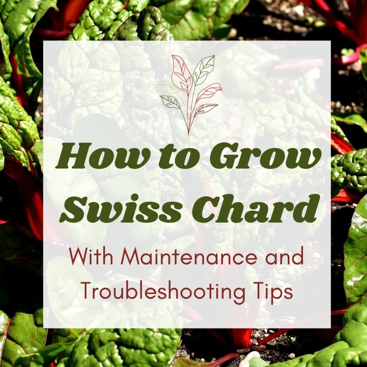 Swiss chard is easy to grow and chock-full of vitamins and nutrients.