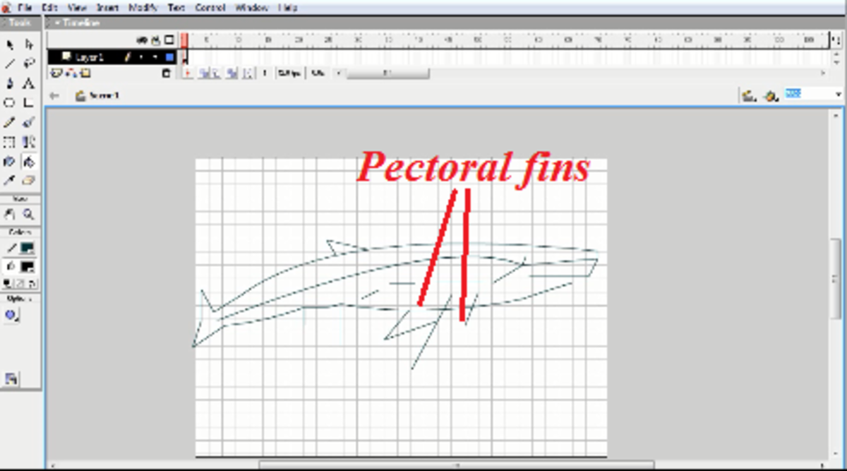 Pectoral Fins