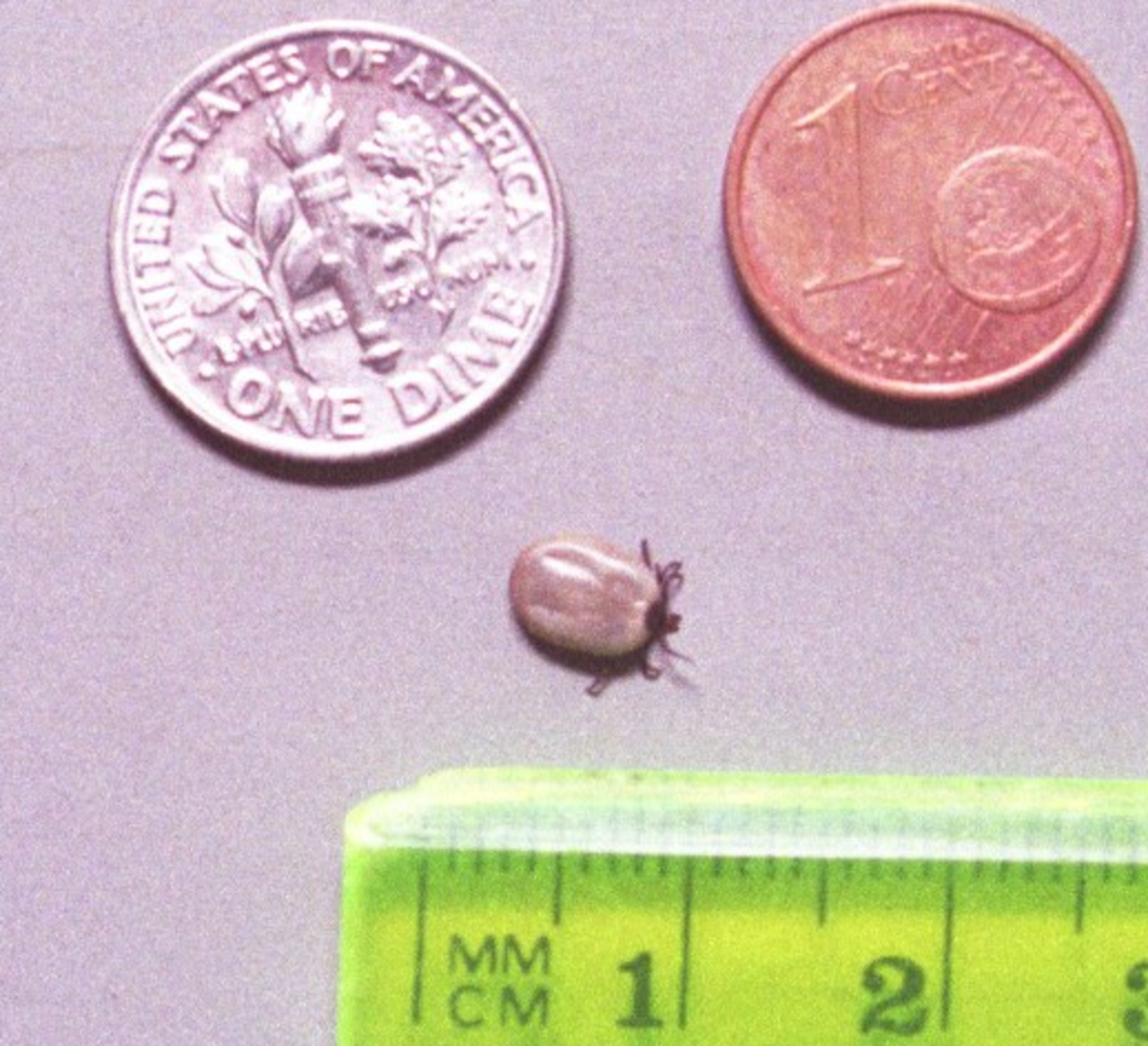 An engorged black-legged tick’s body becomes bloated, gray and indistinguishable … it is best to look at the upper body and legs to identify a tick after it has fed.
