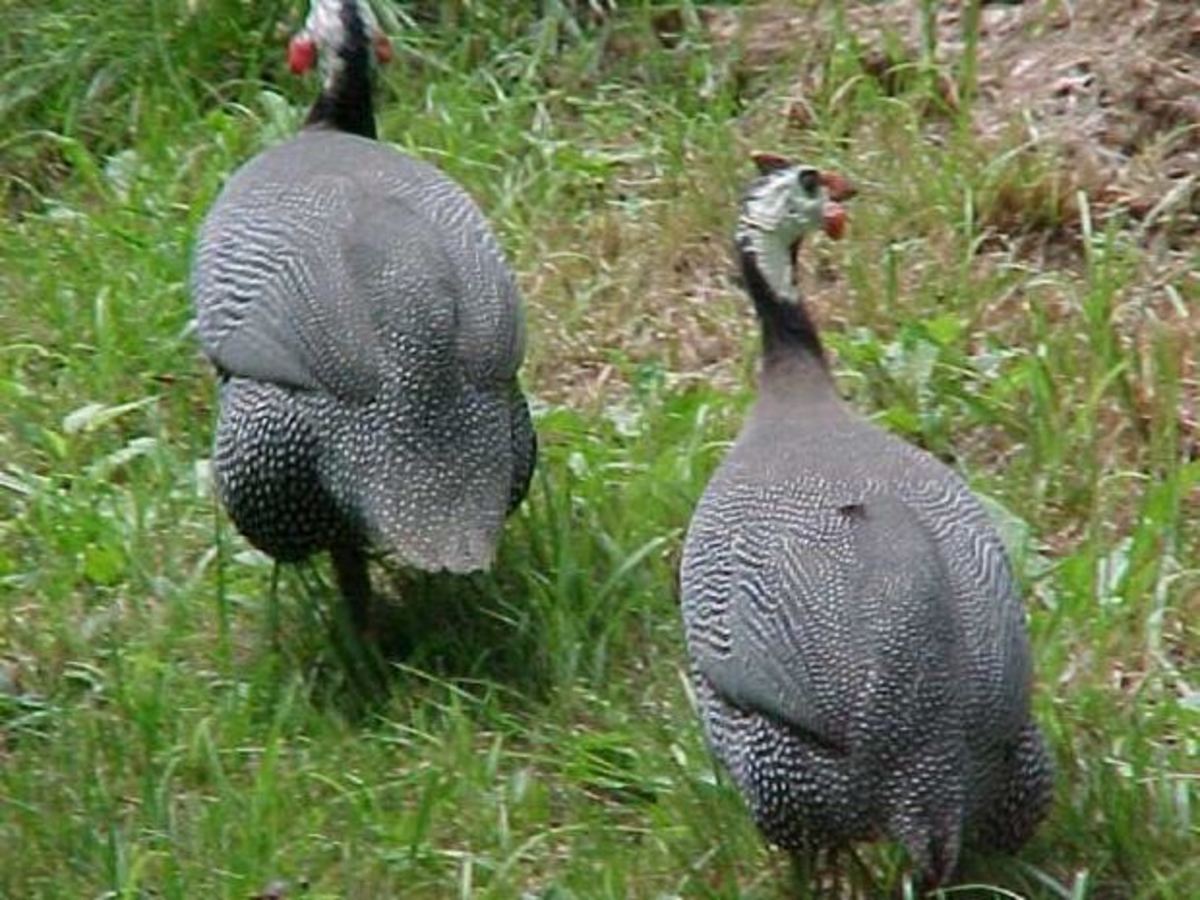 Guinea hens are used by many people to control snakes as well as ticks.