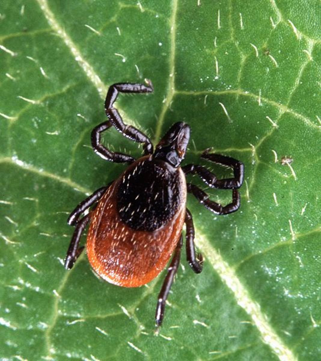 The Black-legged Tick does not limit its meals to larger mammals. It will also feed on mice, lizards and birds, especially in the nymph and larval stages.