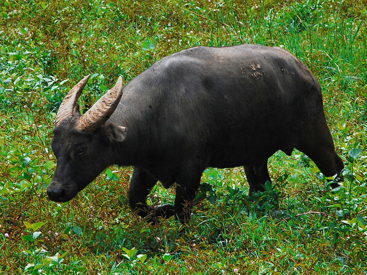 Mindora dwarf buffalo 