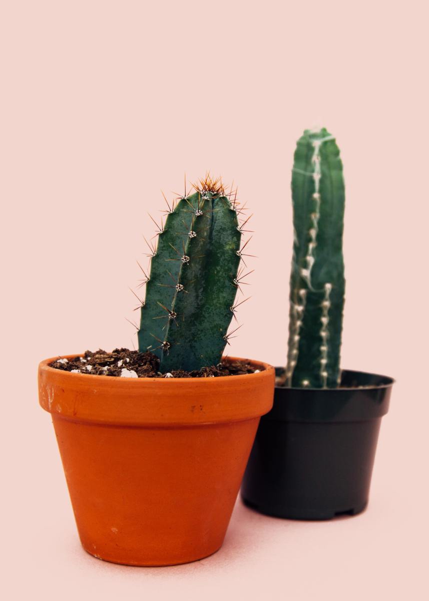Growing your own cacti is really fun and easy.