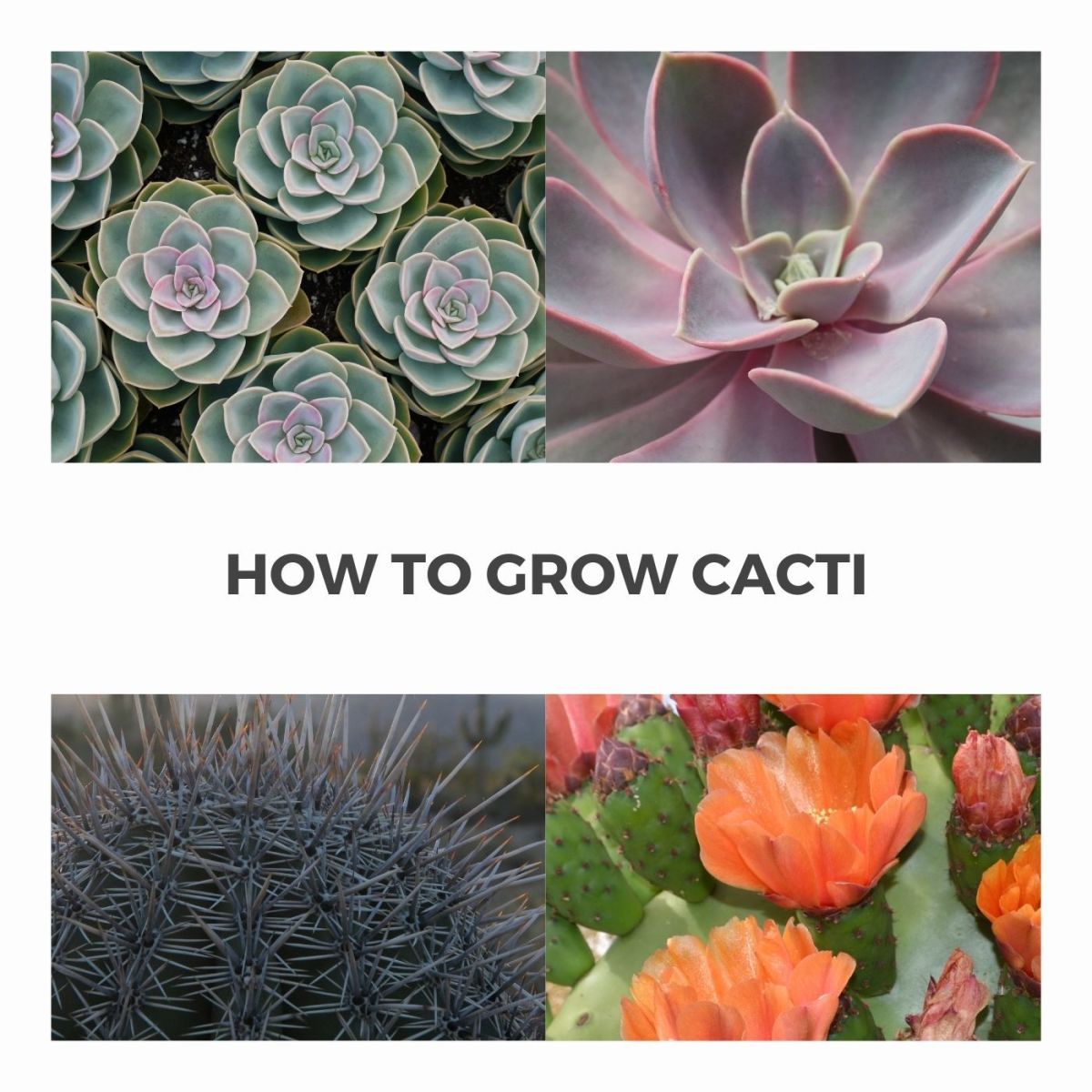 How to Grow Cactus Babies Dengarden