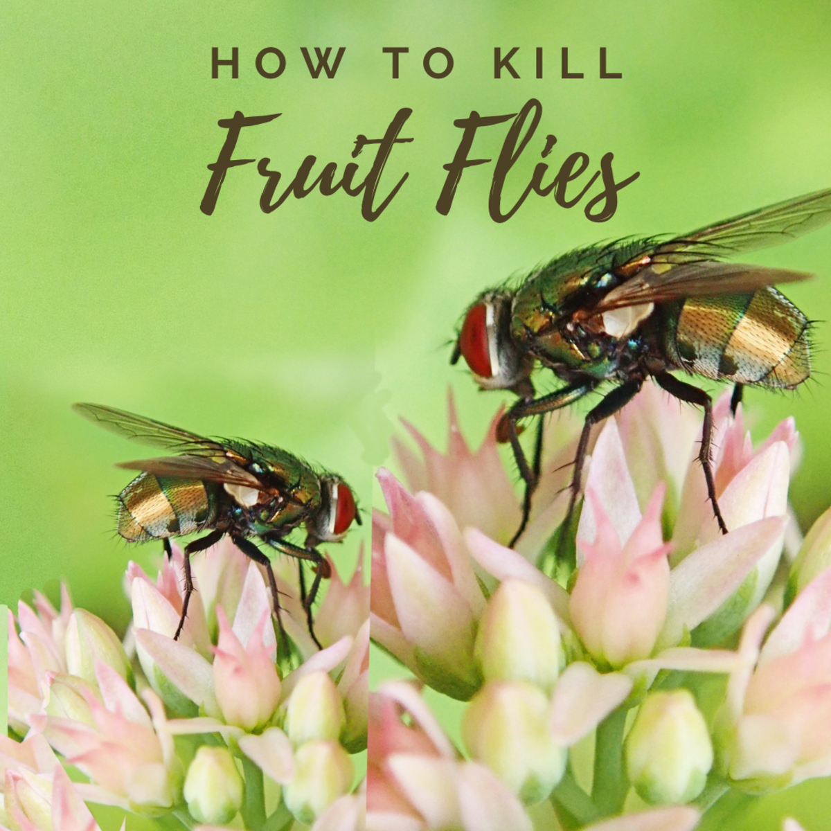 A simple and inexpensive way to get rid of fruit flies