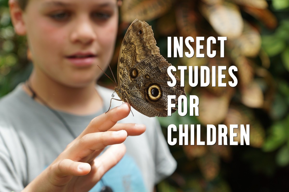 Finding Insects A Guide for Young Naturalists Owlcation