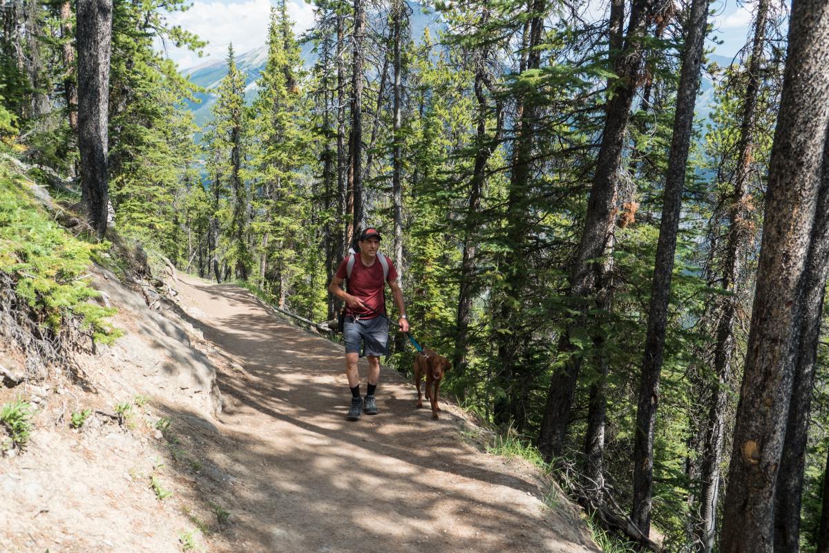 how to train your dog for hiking