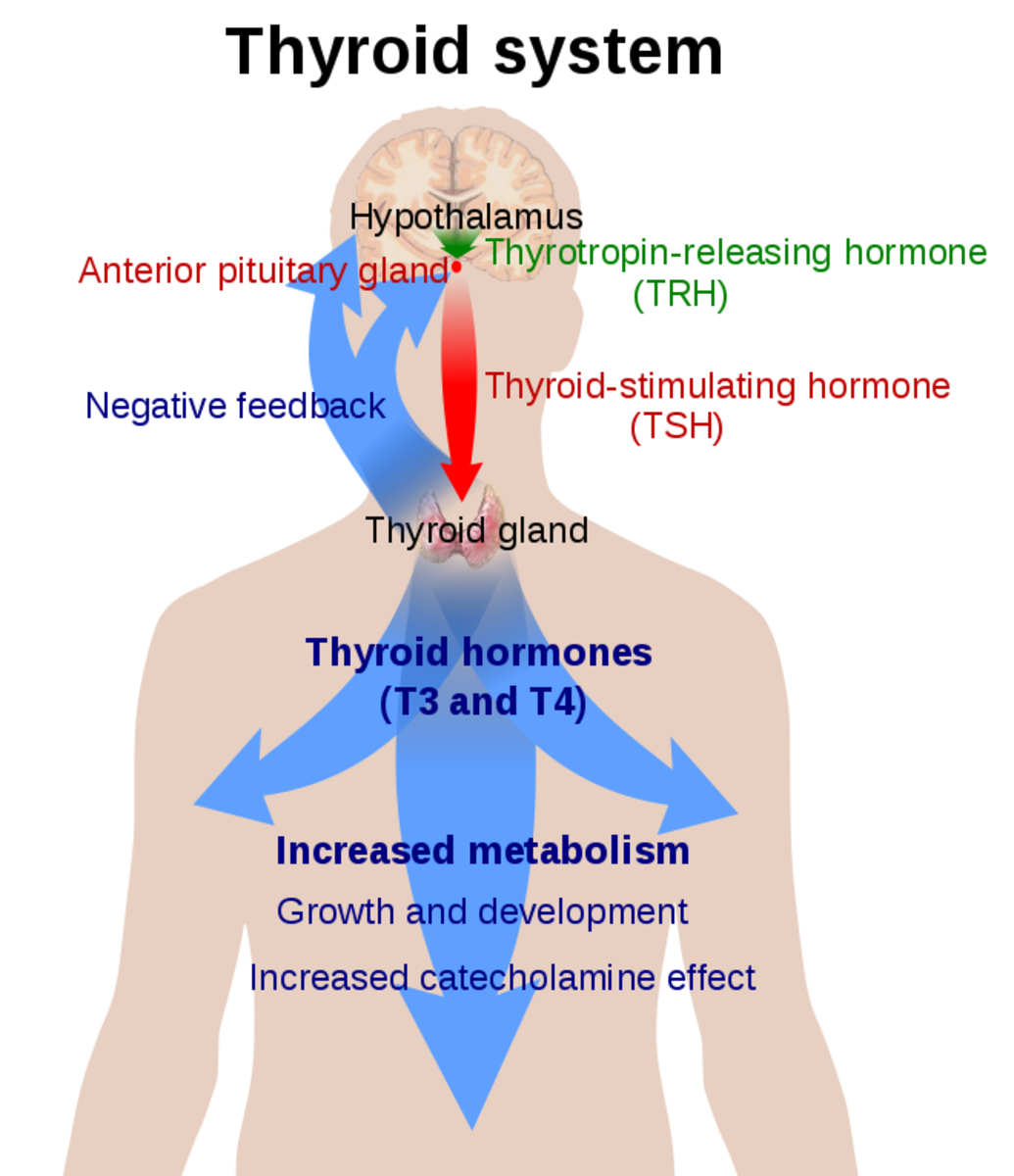 The thyroid system