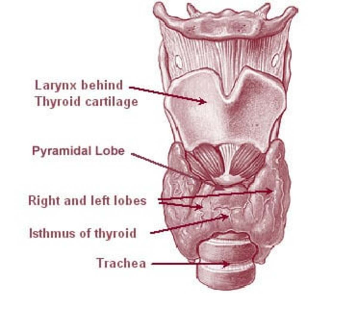 Certain conditions can lead to you developing thyroid diseases.