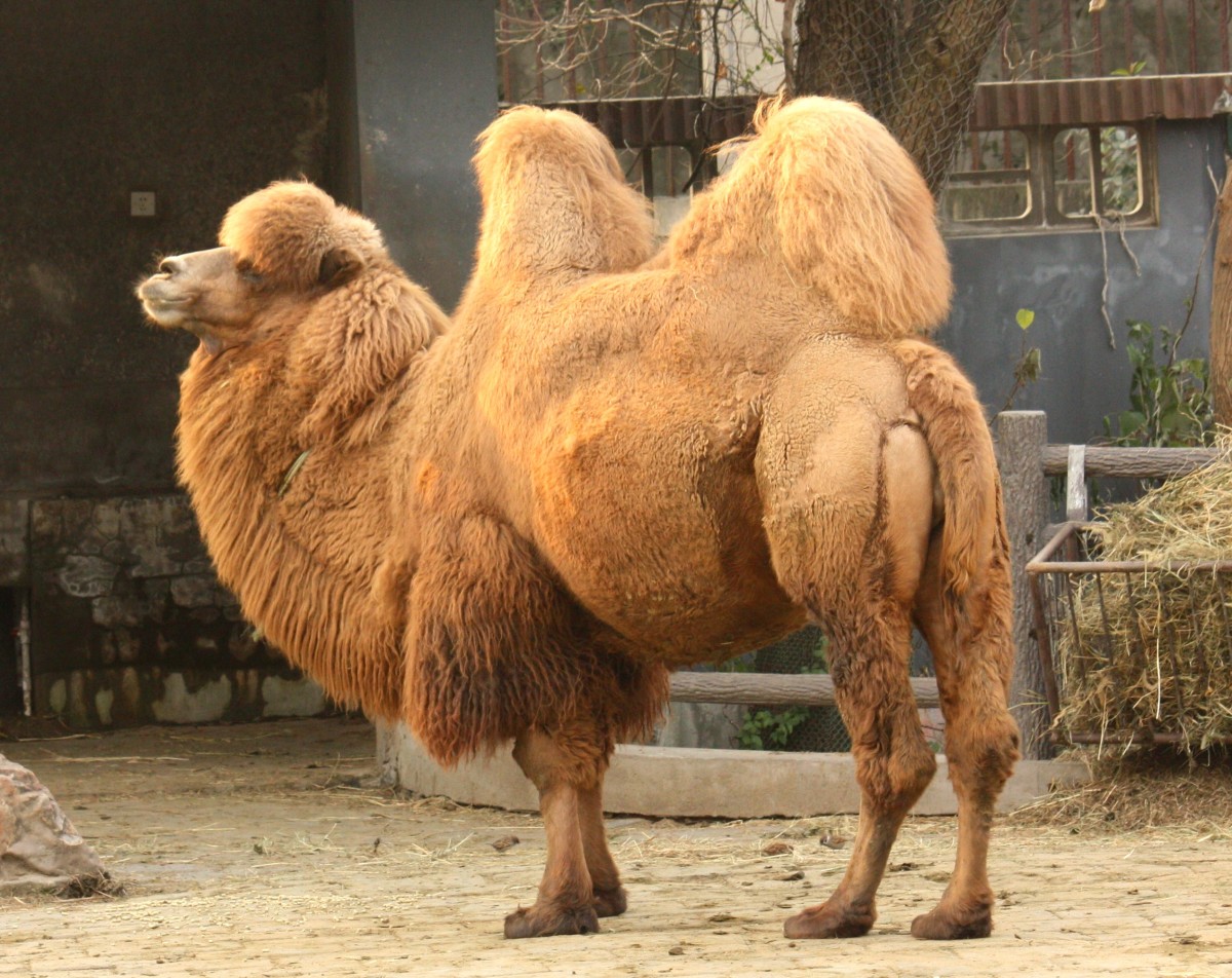 world-camel-day