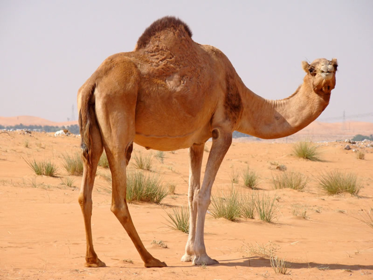world-camel-day