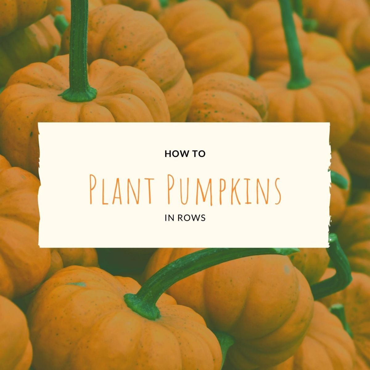 How to Plant Pumpkins Rows vs. Hills Dengarden