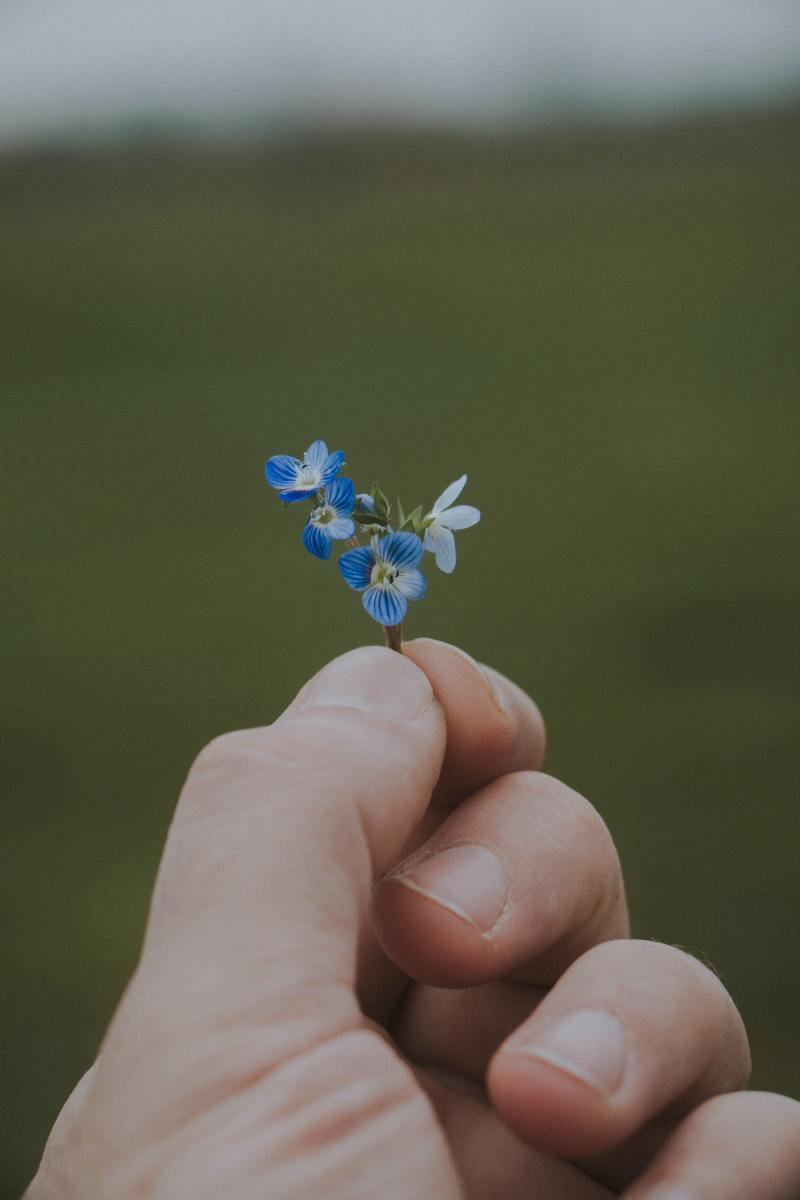 What is this, a bouquet for ANTS?