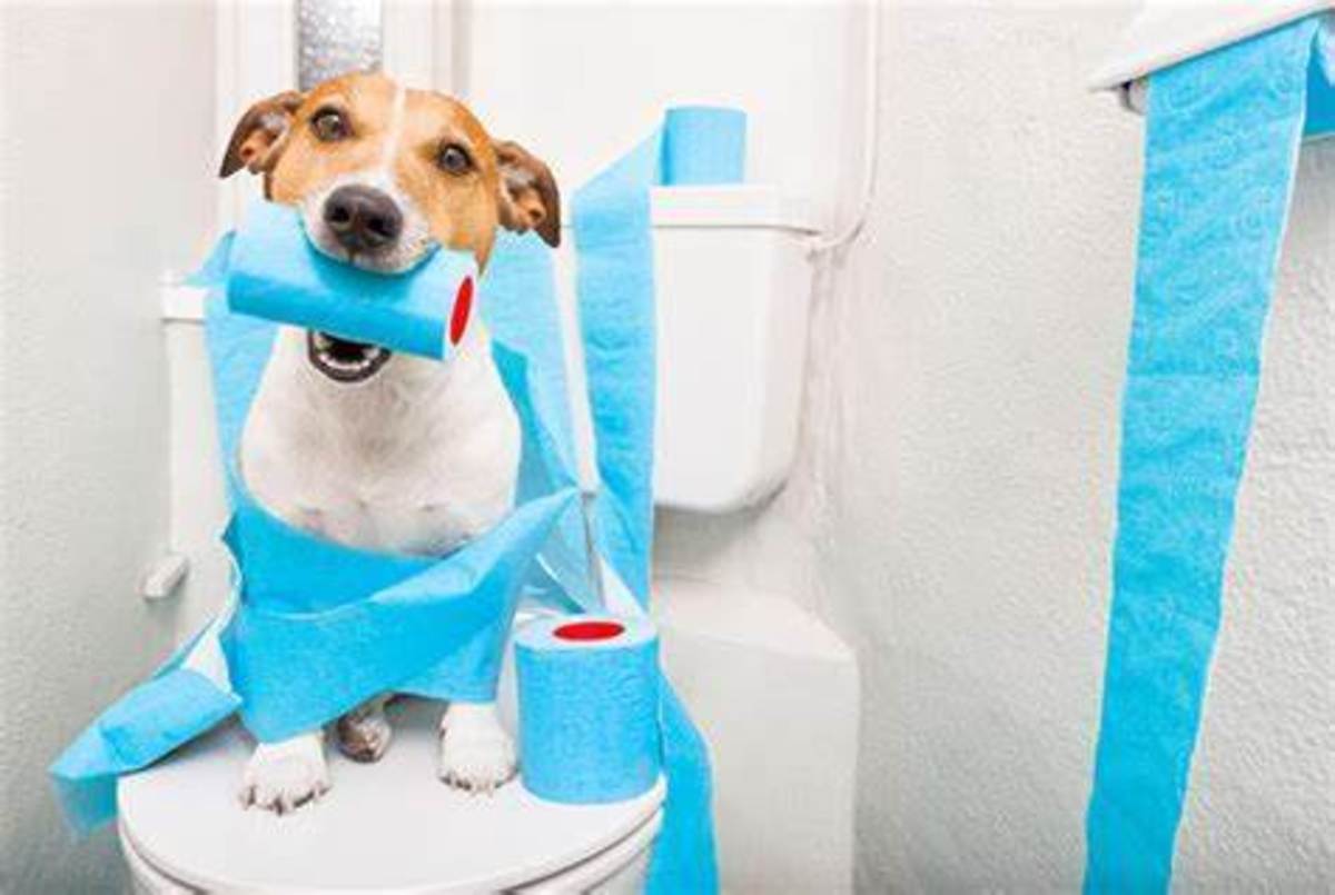 easy-and-simple-home-remedies-to-treat-constipation-in-dogs-at-home
