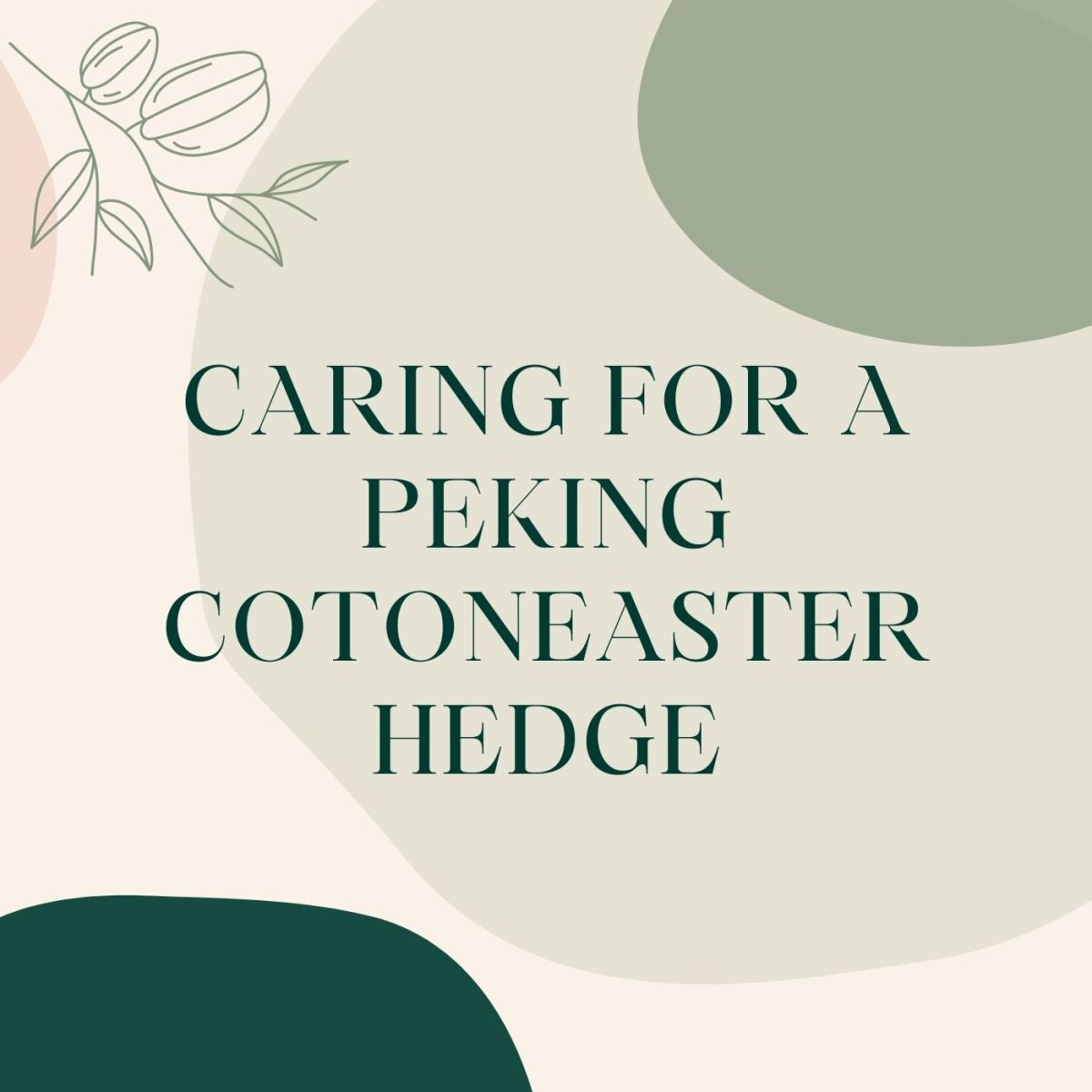 How to Care for a Peking Cotoneaster Hedge