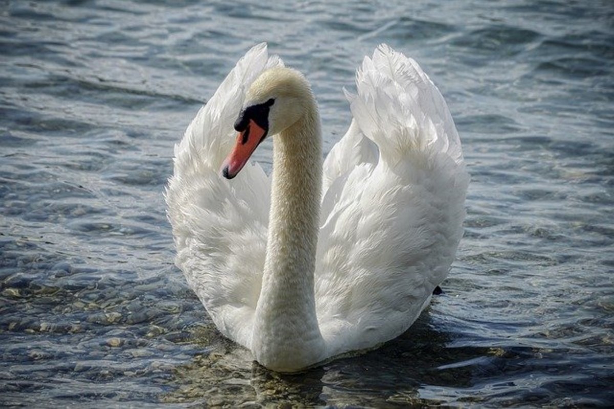 A beautiful and majestic Mute Swan on the water.