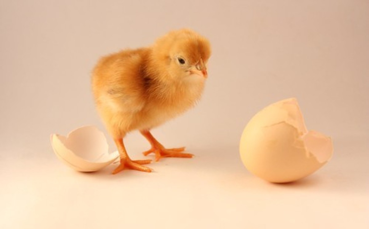 The Causality Dilemma (AKA the Chicken and Egg Question)