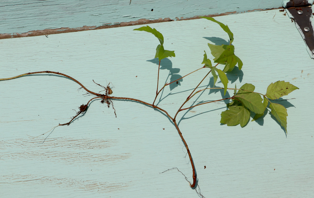 How to kill poison ivy a complete list of methods and tips dengarden