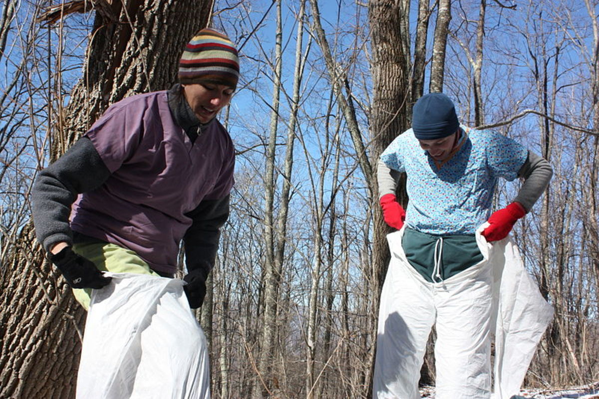 How to Kill Poison Ivy A Complete List of Methods and Tips Dengarden