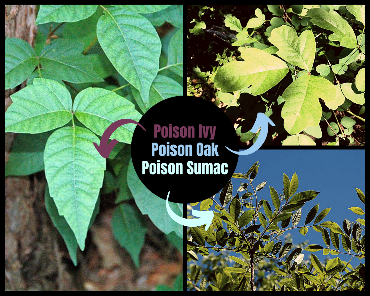how-to-kill-poison-ivy-a-complete-list-of-methods-and-tips