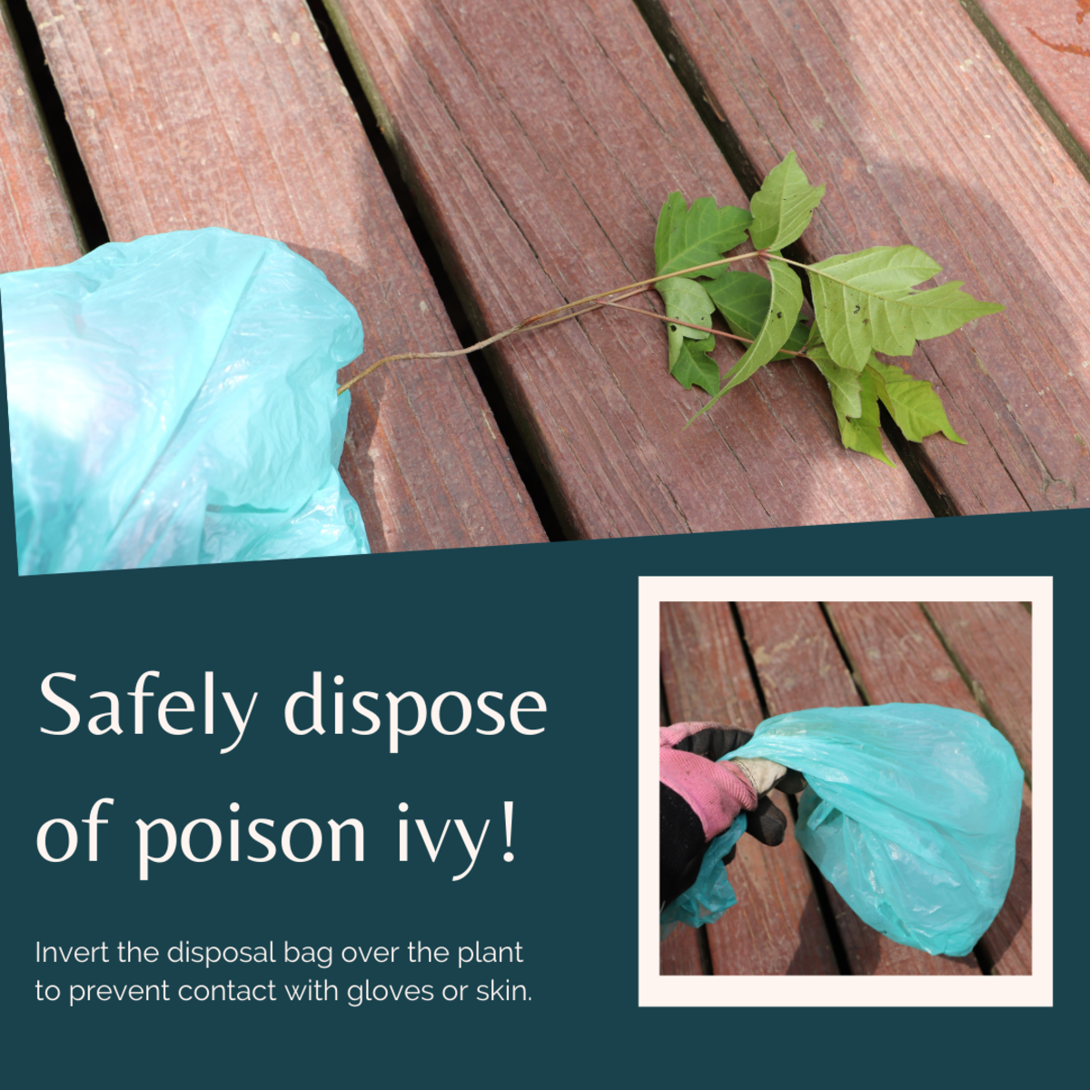 How to Kill Poison Ivy A Complete List of Methods and Tips Dengarden