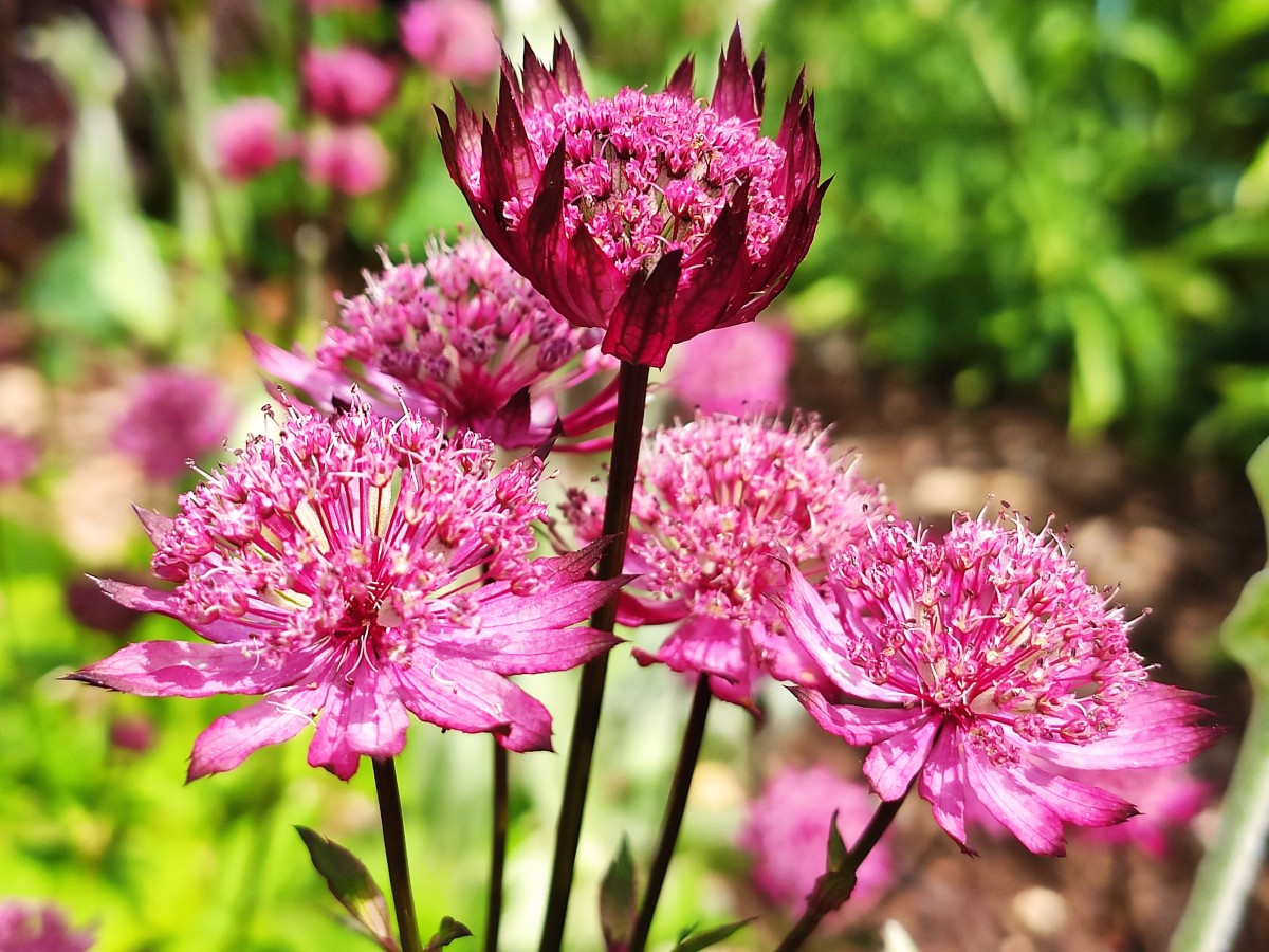 3 Easy Garden Perennials For Beginners Dengarden