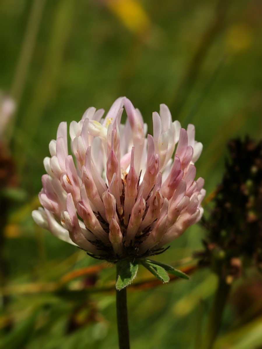 Red clover flower--some are a dark pink and some a light pink like this one.