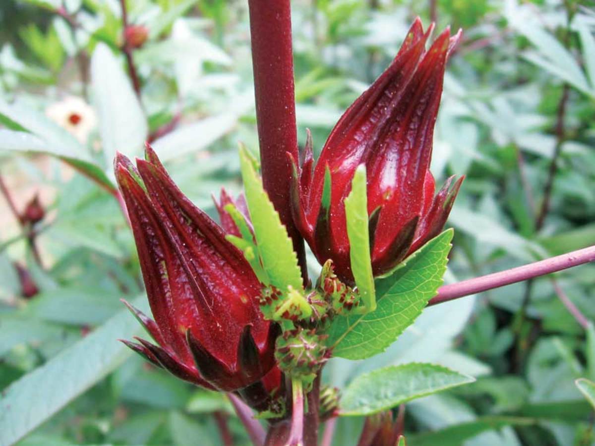 Hibiscus sabdariffa buds