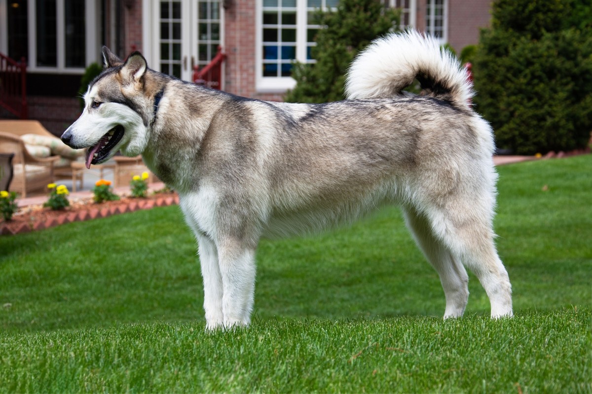 Top 5 Cutest Big Dog Breeds