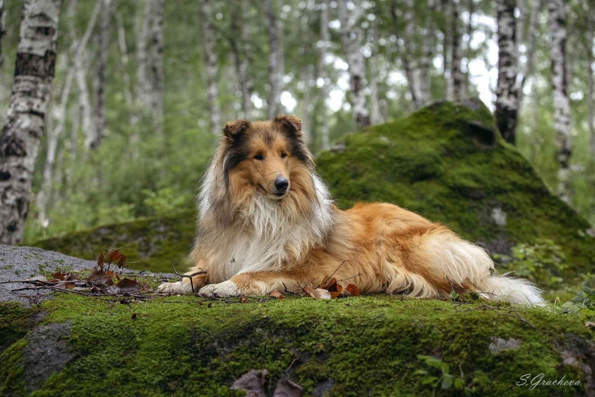 top-5-big-dog-breeds