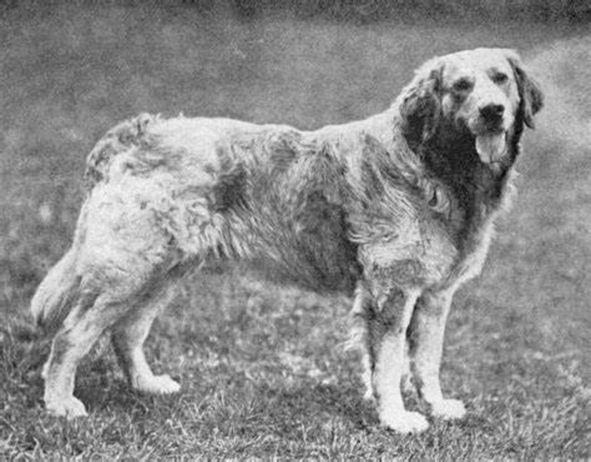 6-extinct-dog-breeds-youve-never-heard-before