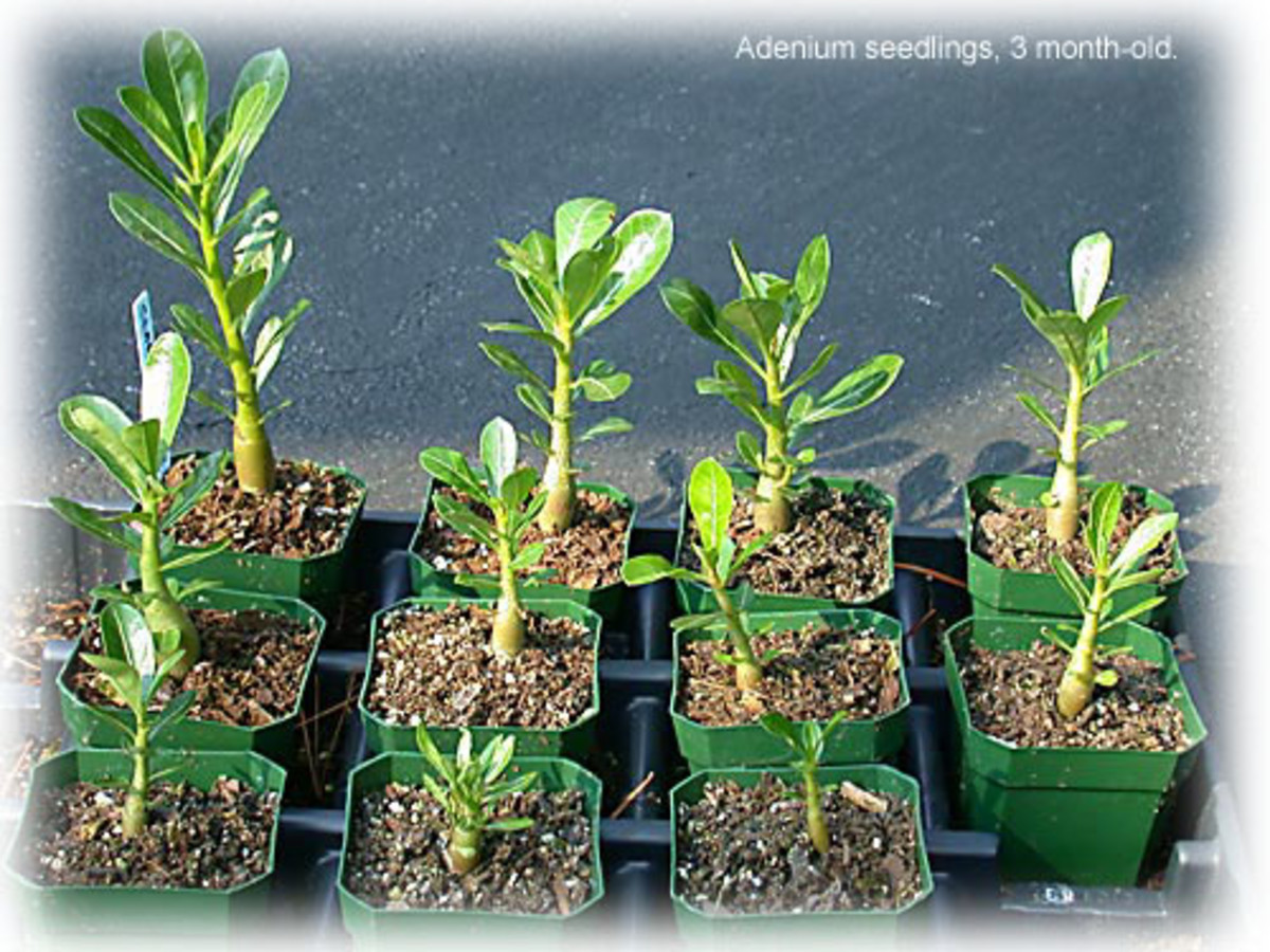 plant-growing-from-seed
