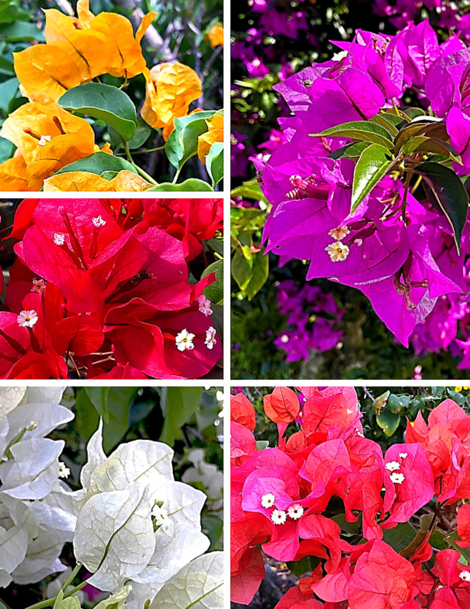 Why Bougainvillea Flowers Are Falling: Unraveling the Mystery ...