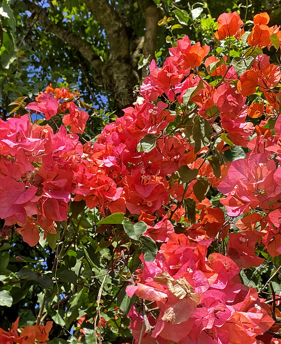 bougainvillea plant colors