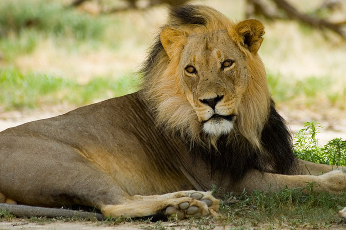 A Kalahari lion