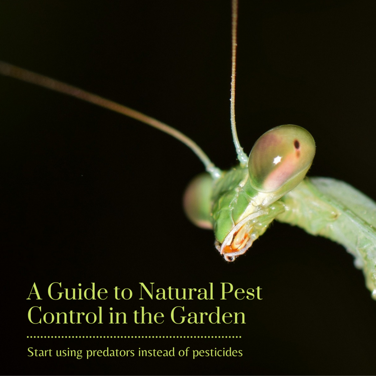 Using Natural Predators for Garden Pest Control
