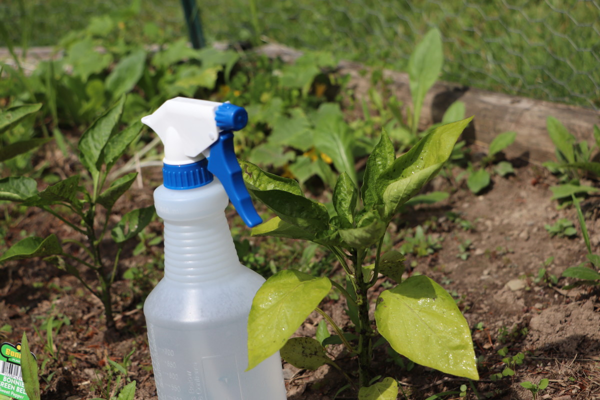 Spray an Epsom salt solution onto plant leaves rather than pour it into the topsoil, where it might leach into groundwater supplies.