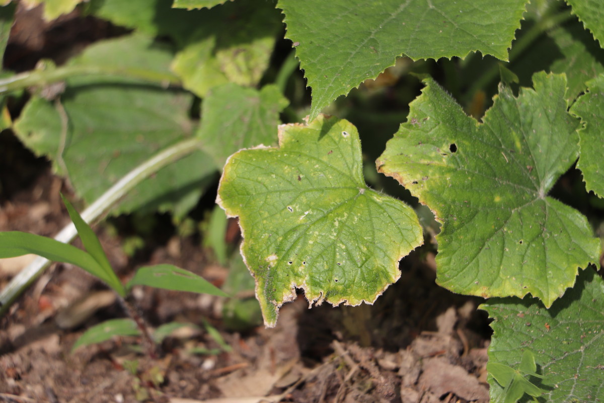 Check leaves for discoloration near veins and edges to visually check for a magnesium deficiency. 