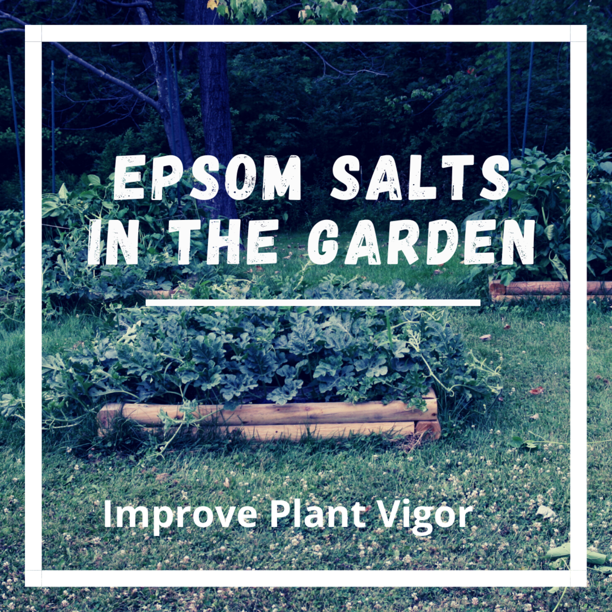 Determine if your garden is deficient in magnesium and use Epsom salts to improve foliage, fruit quantity, and plant health.