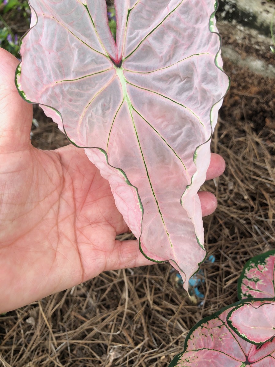 Pink Splash -- Notice the translucency of this one. This is one of my newest caladiums. I am so very enamored by the delicate translucent foliage.