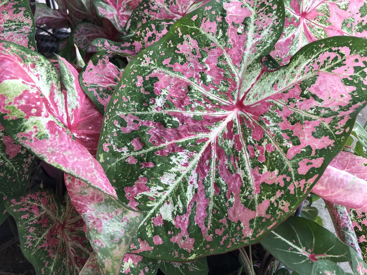 This is Pink Cloud, one of the multi-colored caladiums.