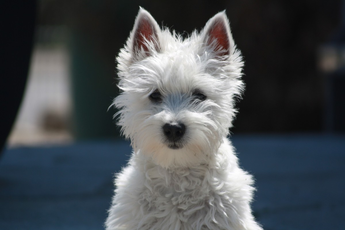 top-5-hypoallergenic-dog-breeds-that-dont-shed