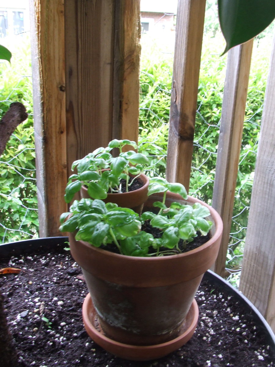 Tiny basil plants - was late on these this year.