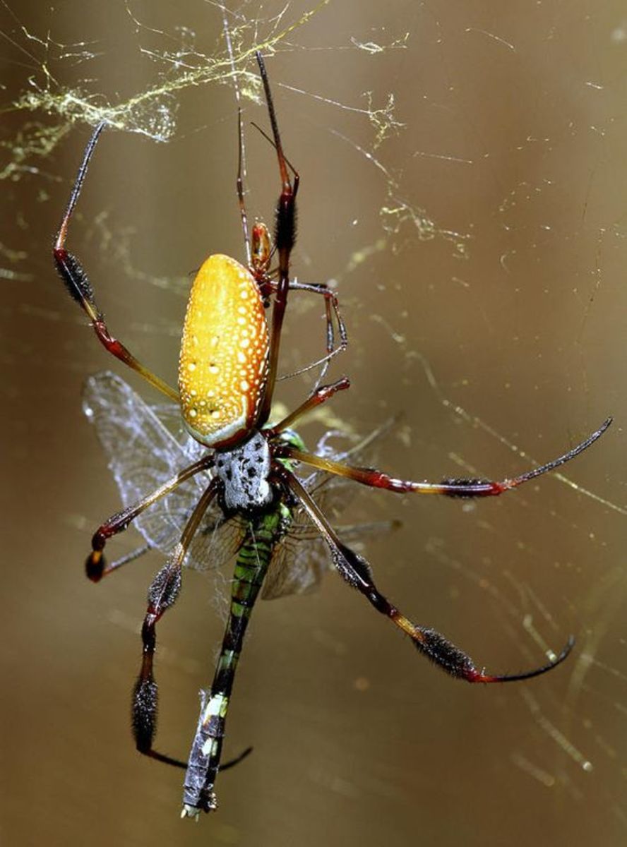 is--spider-silk-capable-of-healing-the-human-body