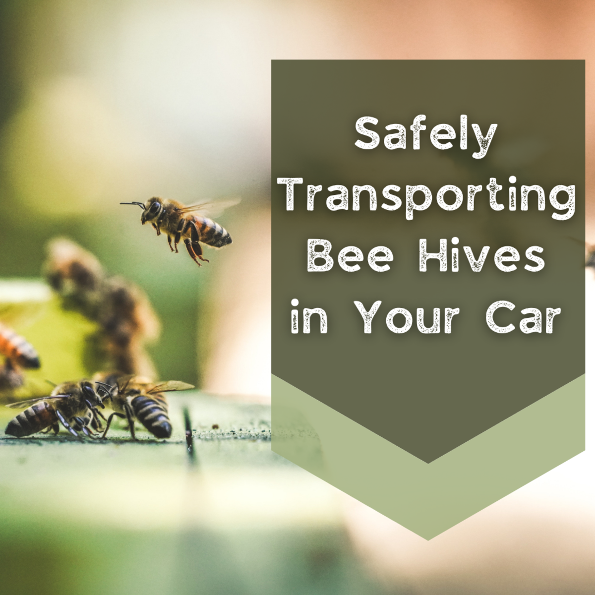How to Transport Bees in a Car Dengarden