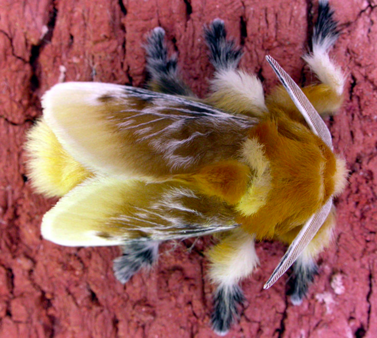 brown-caterpillar-identification