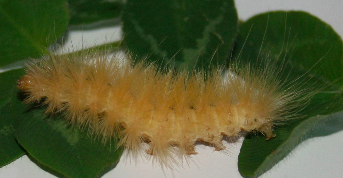 brown-caterpillar-identification