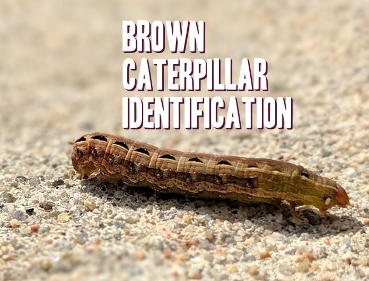 Brown Caterpillar Identification Guide With Photos