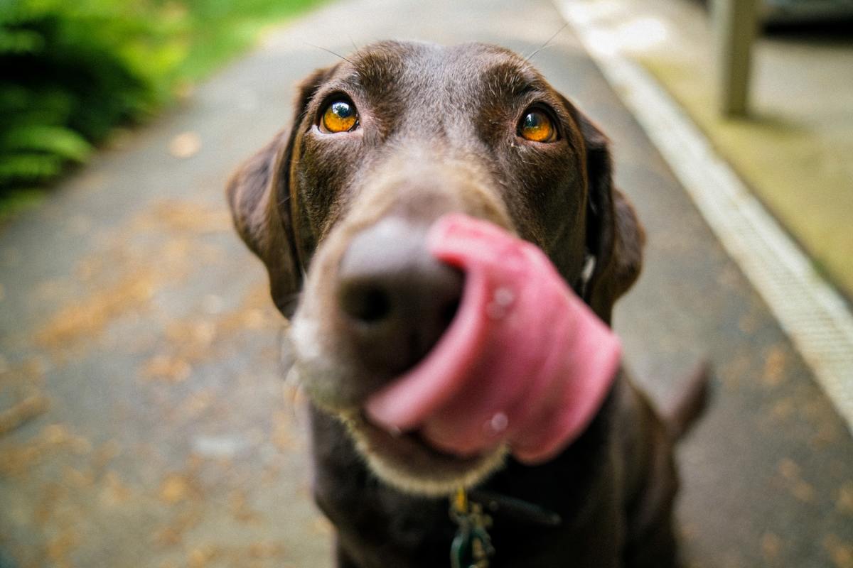11 Foods Your Dog Shouldn't Eat